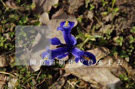 网贷逾期还款登不上去