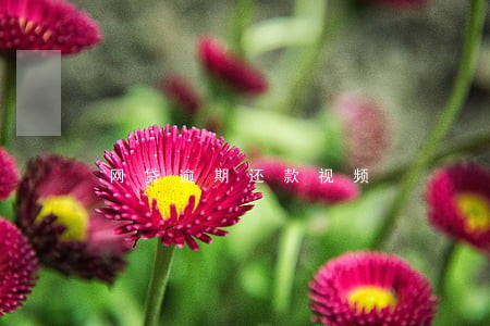 网贷逾期还款视频