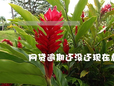 网贷逾期还没还现在急需用钱 网贷逾期还没还现在急需用钱