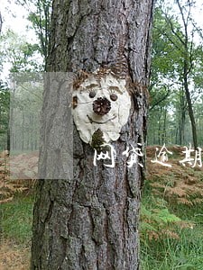 网贷逾期还清了可以分期买车吗 网贷逾期还清了可以分期买车吗