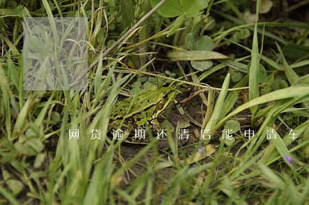 网贷逾期还清后能申请车贷吗 网贷逾期还清后能申请车贷吗
