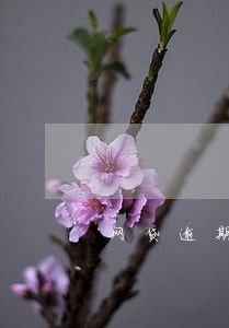 网贷逾期还清后还可以用吗 网贷逾期还清后还可以用吗