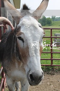 网贷逾期还清多久可以结案 网贷逾期还清多久可以结案