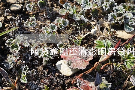 网贷逾期还清影响房贷吗 网贷逾期还清影响房贷吗