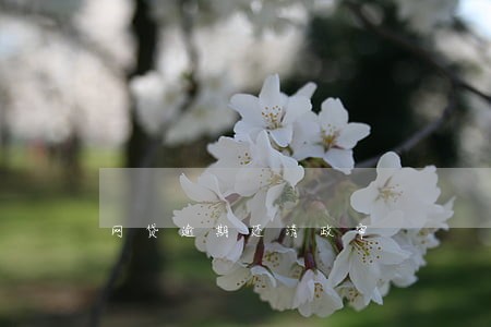 网贷逾期还清政审 网贷逾期还清政审
