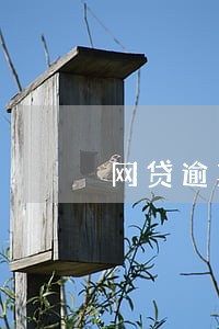 网贷逾期还能下款的 网贷逾期还能下款的