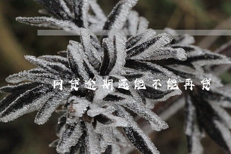 网贷逾期还能不能再贷