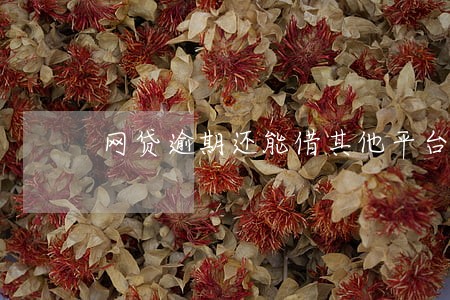 网贷逾期还能借其他平台吗 网贷逾期还能借其他平台吗
