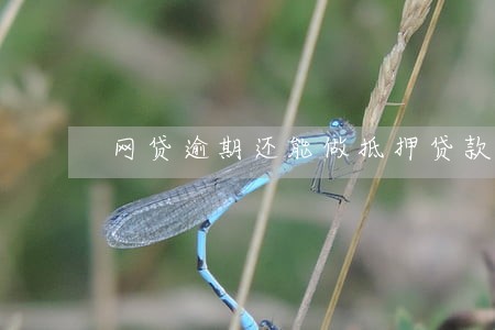 网贷逾期还能做抵押贷款吗 网贷逾期还能做抵押贷款吗