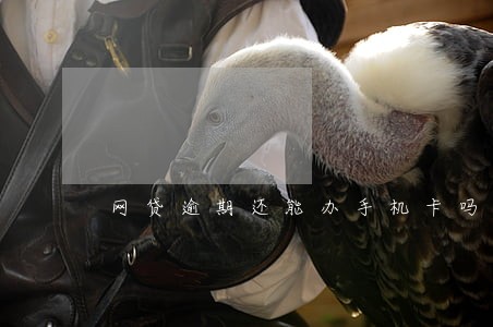 网贷逾期还能办手机卡吗 网贷逾期还能办手机卡吗