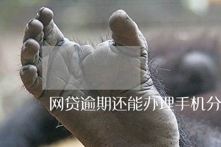 网贷逾期还能办理手机分期 网贷逾期还能办理手机分期