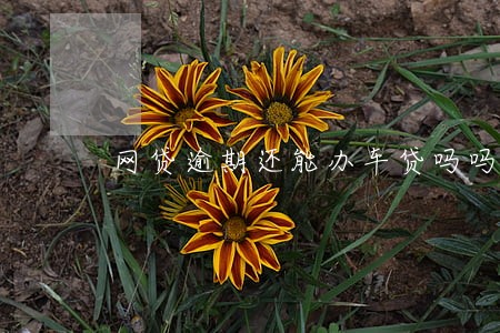 网贷逾期还能办车贷吗吗 网贷逾期还能办车贷吗吗