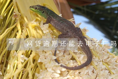 网贷逾期还能去电子厂吗 网贷逾期还能去电子厂吗