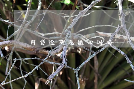 网贷逾期还能回国吗 网贷逾期还能回国吗