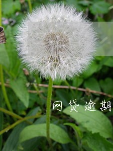 网贷逾期还能在哪个网贷申请 网贷逾期还能在哪个网贷申请
