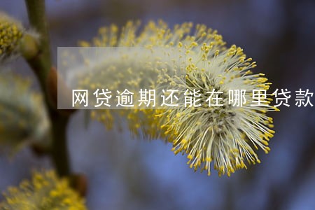 网贷逾期还能在哪里贷款 网贷逾期还能在哪里贷款