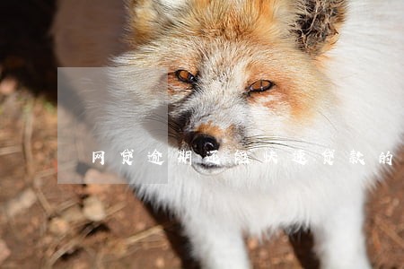 网贷逾期还能快速贷款的口子 网贷逾期还能快速贷款的口子