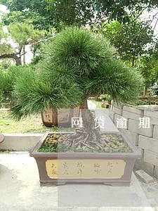 网贷逾期还能提额吗 网贷逾期还能提额吗