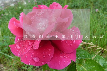 网贷逾期还能用什么借款 网贷逾期还能用什么借款