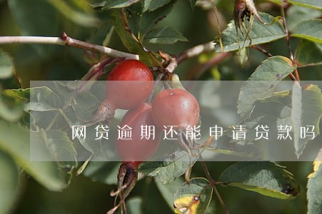 网贷逾期还能申请贷款吗 网贷逾期还能申请贷款吗