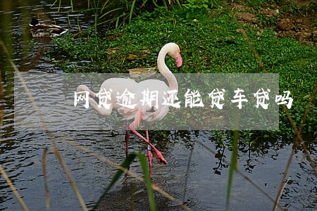 网贷逾期还能贷车贷吗 网贷逾期还能贷车贷吗