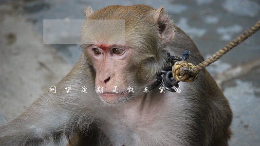 网贷逾期还能车贷吗 网贷逾期还能车贷吗