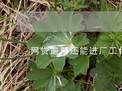 网贷逾期还能进厂工作吗 网贷逾期还能进厂工作吗