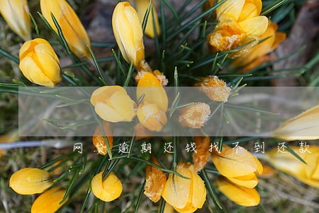 网贷逾期还钱找不到还款银行 网贷逾期还钱找不到还款银行