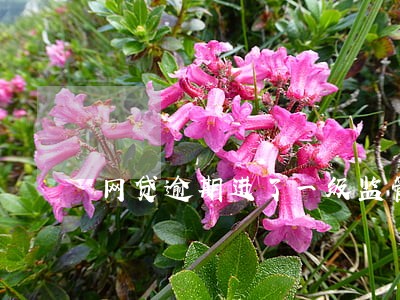 网贷逾期进了一级监管状态 网贷逾期进了一级监管状态