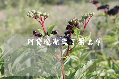 网贷逾期进了黑名单 网贷逾期进了黑名单