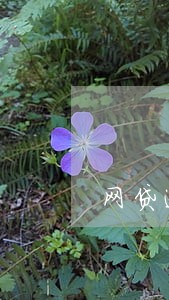 网贷逾期进场刷身份证 网贷逾期进场刷身份证
