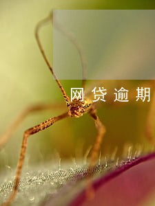 网贷逾期进征信会怎样 网贷逾期进征信会怎样