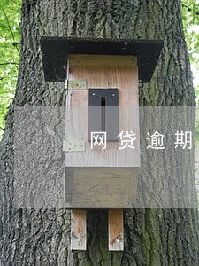 网贷逾期违反什么法 网贷逾期违反什么法