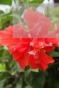 网贷逾期违约案件 网贷逾期违约案件
