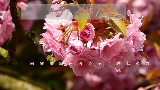 网贷逾期违约金不合理怎么办