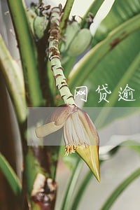 网贷逾期违约金会一直加吗 网贷逾期违约金会一直加吗