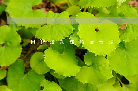 网贷逾期违约金合法 网贷逾期违约金合法