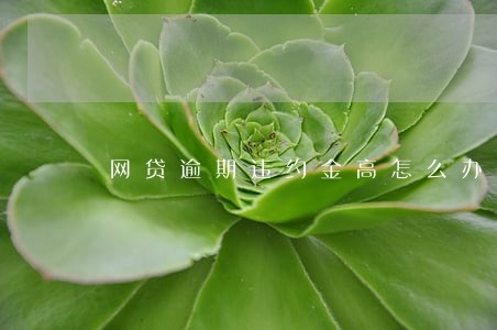 网贷逾期违约金高怎么办