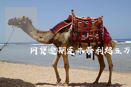 网贷逾期连本带利超五万会拘留 网贷逾期连本带利超五万会拘留