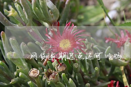 网贷逾期迟点还可以吗 网贷逾期迟点还可以吗