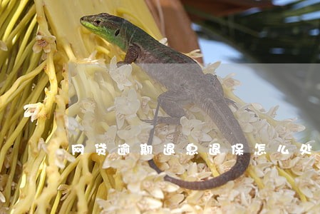 网贷逾期退息退保怎么处理 网贷逾期退息退保怎么处理