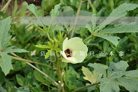 网贷逾期通知只还本金