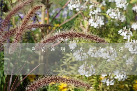 网贷逾期通知社区要停社保 网贷逾期通知社区要停社保