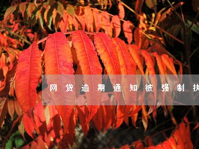 网贷逾期通知被强制执行