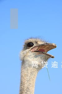 网贷逾期通讯录是爆全部吗 网贷逾期通讯录是爆全部吗
