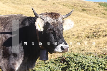 网贷逾期通讯录被打爆 网贷逾期通讯录被打爆
