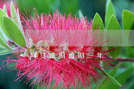网贷逾期逾期一年 网贷逾期逾期一年