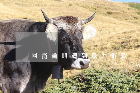 网贷逾期遭到暴力催款 网贷逾期遭到暴力催款