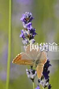 网贷逾期遭暴力催收怎么投诉 网贷逾期遭暴力催收怎么投诉