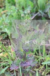 网贷逾期邮件寄到村委会 网贷逾期邮件寄到村委会